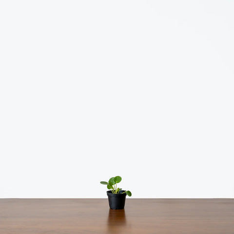 Pilea Peperomioides