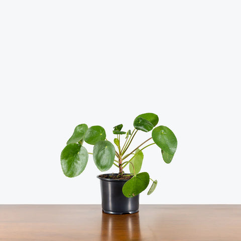 Pilea Peperomioides