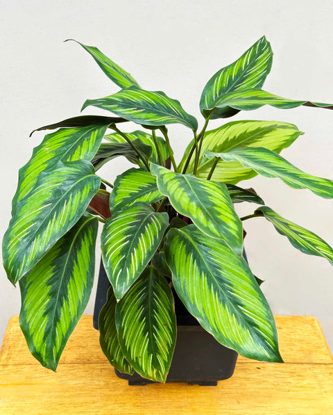 Calathea Pinstripe