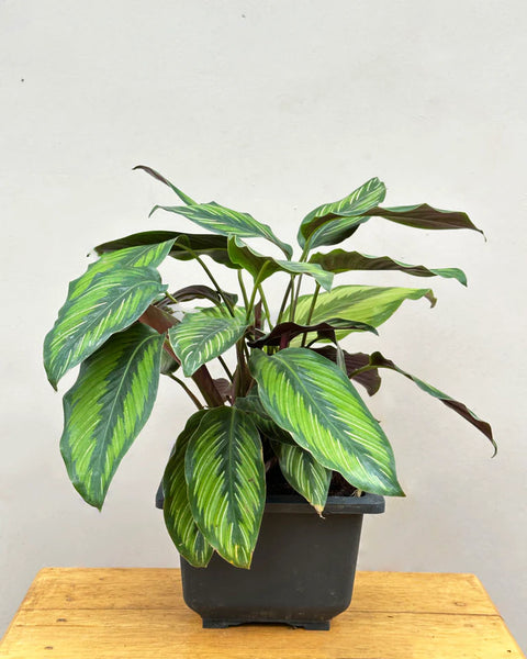 Calathea Pinstripe