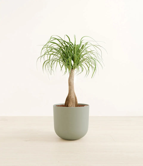 Nolina Palm