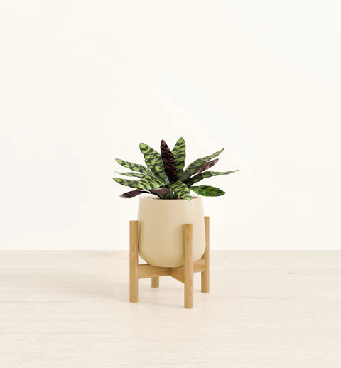 Calathea Rattlesnake