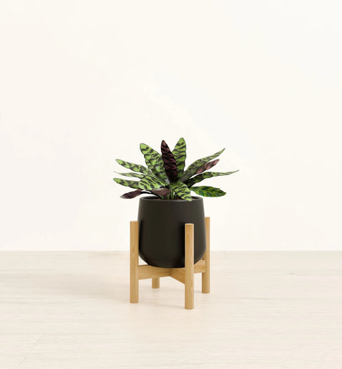 Calathea Rattlesnake