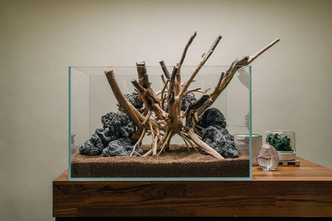 Manzanita Driftwood