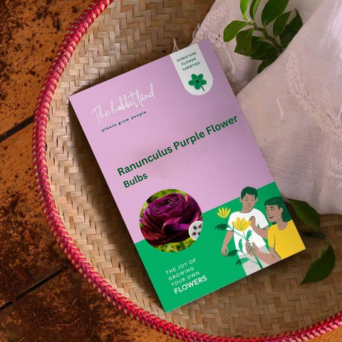 Ranunculus Purple