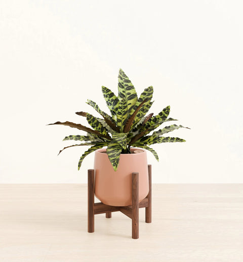 Calathea Rattlesnake