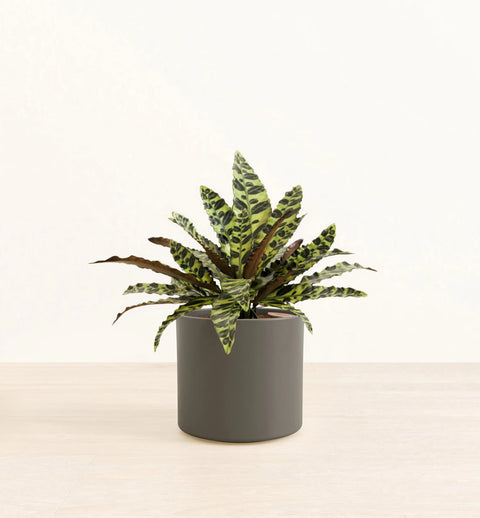 Calathea Rattlesnake
