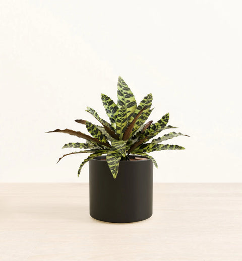 Calathea Rattlesnake