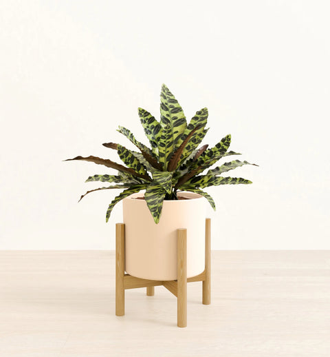 Calathea Rattlesnake