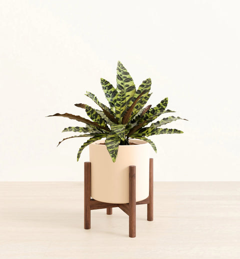 Calathea Rattlesnake