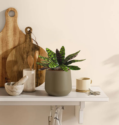 Calathea Rattlesnake