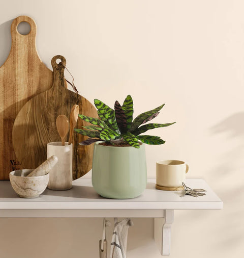Calathea Rattlesnake