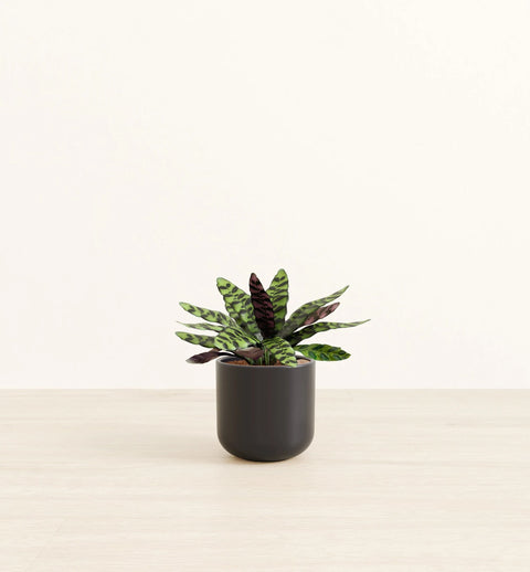 Calathea Rattlesnake