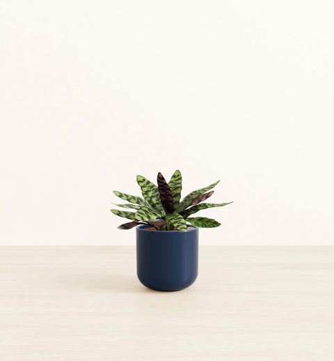 Calathea Rattlesnake