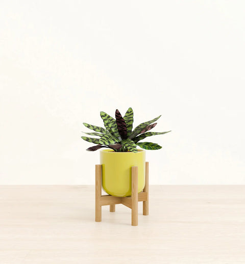 Calathea Rattlesnake