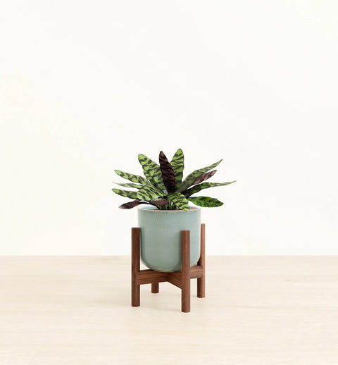 Calathea Rattlesnake