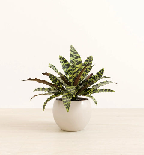 Calathea Rattlesnake