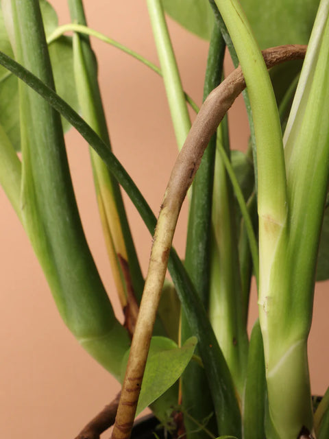 Monstera Deliciosa