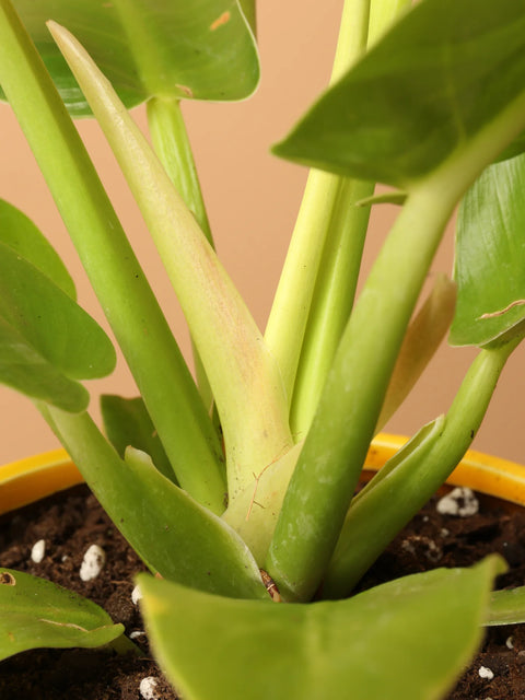 Philodendron Hederaceum 'Moonlight'