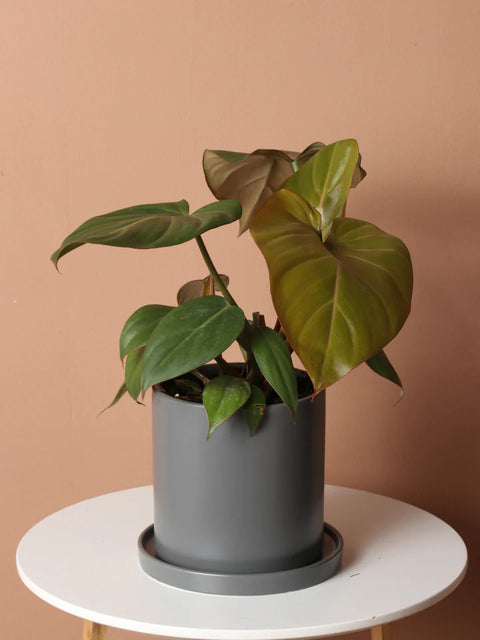 Philodendron Gloriosum