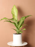 Dieffenbachia Camouflage
