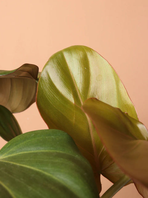 Philodendron Gloriosum