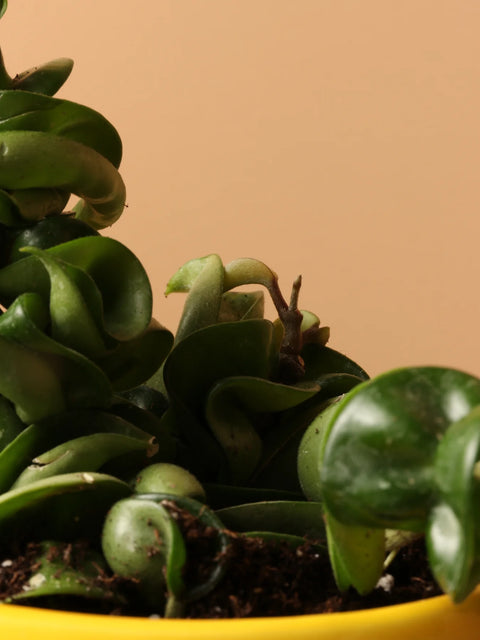 Hoya Carnosa Compacta - Hindu Rope