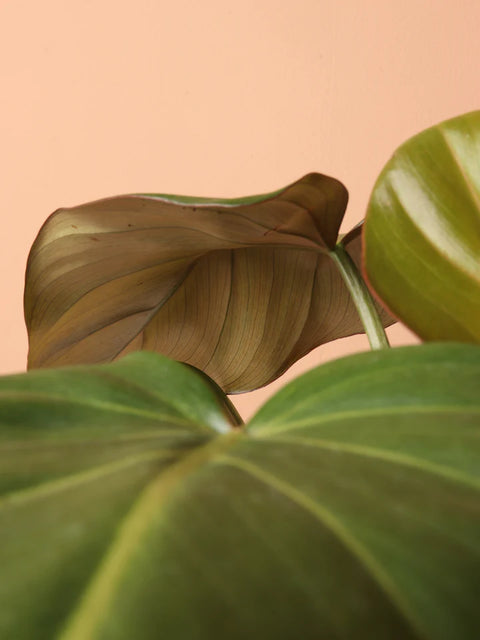 Philodendron Gloriosum