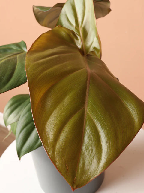Philodendron Gloriosum
