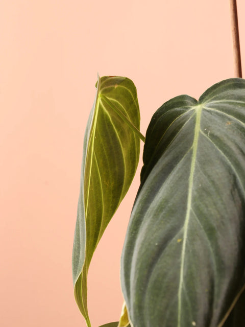 Philodendron Micans