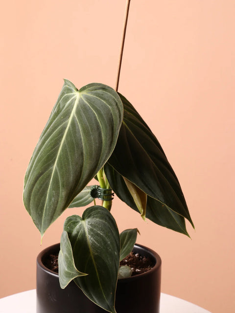 Philodendron Micans