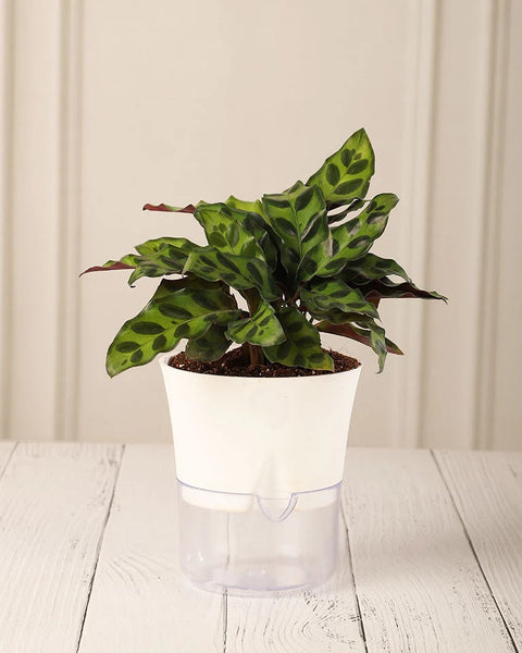 Calathea Rattlesnake