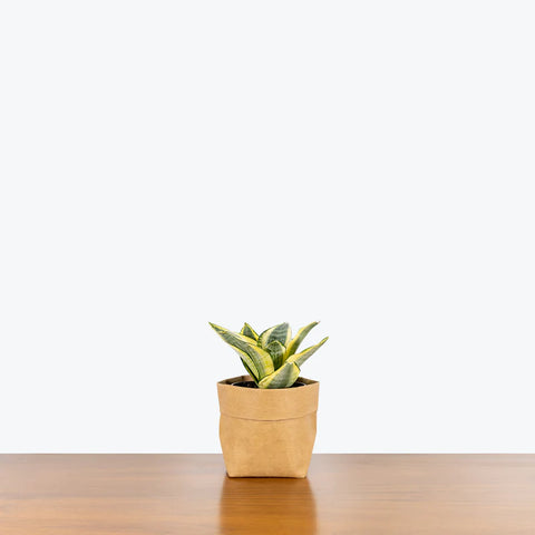 Golden Snake Plant