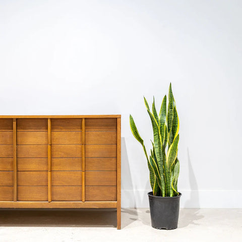 Sansevieria Laurentii