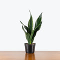 Sansevieria Whitney