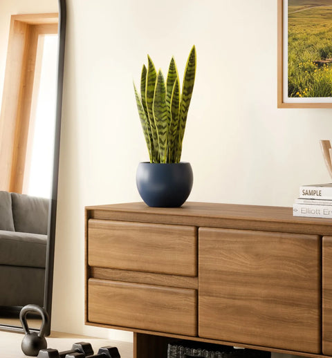 Golden Snake Plant