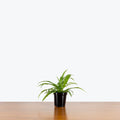 Chlorophytum Spider Plant - Green