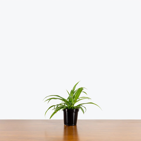 Chlorophytum Spider Plant - Green