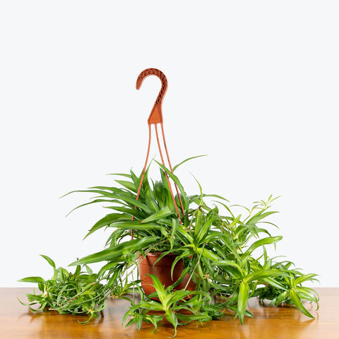Chlorophytum Spider Plant - Green