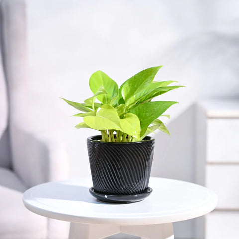 Money Plant Golden
