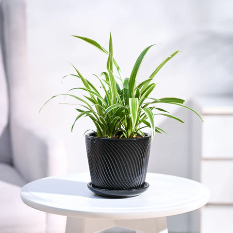 Chlorophytum Spider Plant - Reverse