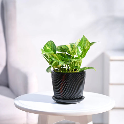Money Plant Variegated