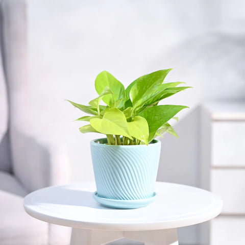 Money Plant Golden