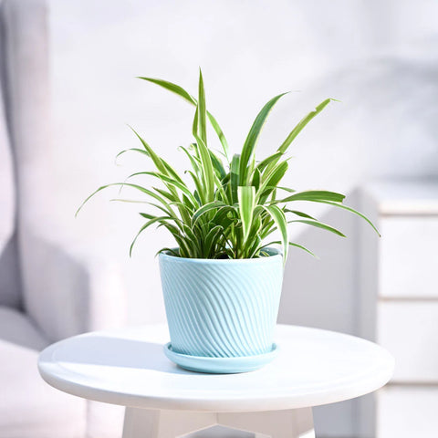 Chlorophytum Spider Plant - Reverse