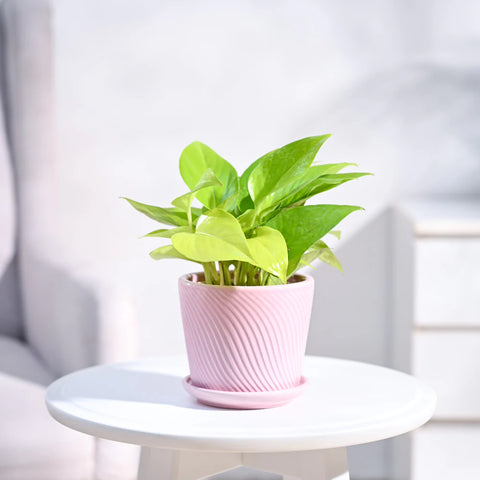 Money Plant Golden