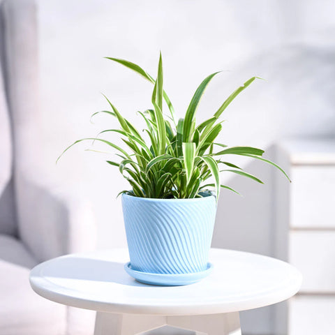 Chlorophytum Spider Plant - Reverse