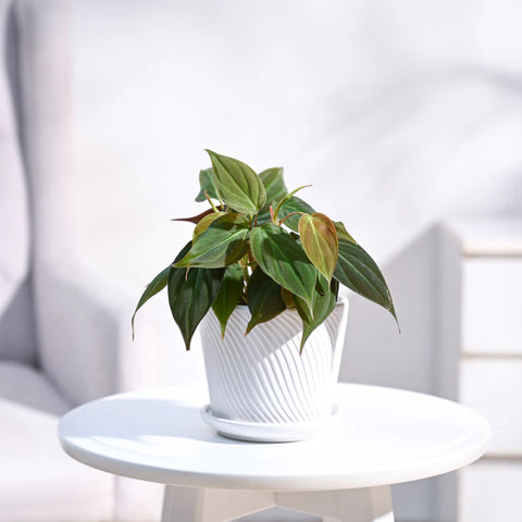 Philodendron Micans