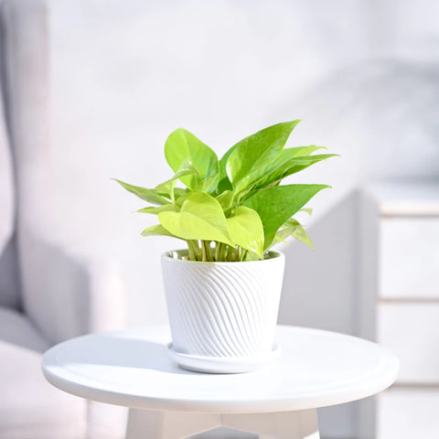 Money Plant Golden