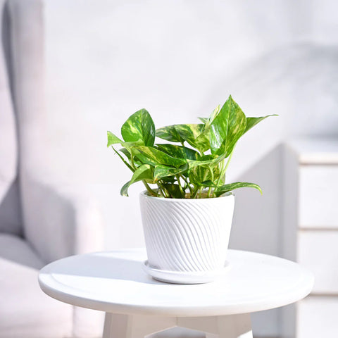 Money Plant Variegated