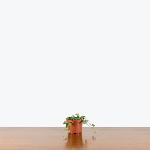 Ceropegia Woodii - String of Arrows
